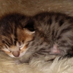 Savannah kitten F-5SBT Brown Spotted male DOB 5-1-21