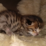 Savannah kitten F-5SBT Brown Spotted male DOB 5-1-21