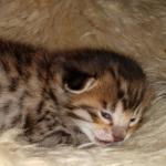 Savannah kitten F-5SBT Brown Spotted male DOB 5-1-21