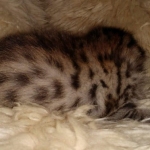 Savannah kitten F-5SBT Brown Spotted male DOB 5-1-21