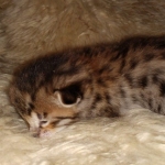 Savannah kitten F-5SBT Brown Spotted male DOB 5-1-21