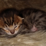 Savannah kitten F-5SBT Brown Spotted male DOB 5-1-21