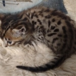 Savannah kitten F-5SBT Brown Spotted male DOB 5-1-21