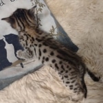 Savannah kitten F-5SBT Brown Spotted male DOB 5-1-21