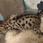 Savannah kitten F-5SBT Brown Spotted male DOB 5-1-21