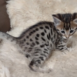 Savannah kitten F-5SBT Brown Spotted male DOB 5-1-21