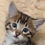 Savannah kitten F-5SBT Brown Spotted male DOB 5-1-21