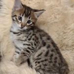 Savannah kitten F-5SBT Brown Spotted male DOB 5-1-21