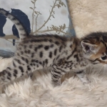 Savannah kitten F-5SBT Brown Spotted male DOB 5-1-21