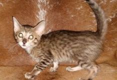 Asha Savannah F-5SBT Female #1 DOB 7-6-20