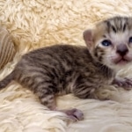 Savannah, F-5SBT, female, DOB 7-6-20