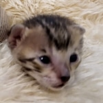 Savannah, F-5SBT, female, DOB 7-6-20