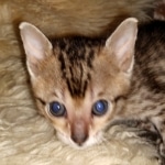 Savannah, F-5SBT, female, DOB 7-6-20