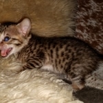 Savannah, F-5SBT, female, DOB 7-6-20