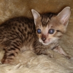 Savannah, F-5SBT, female, DOB 7-6-20