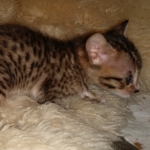 Savannah, F-5SBT, female, DOB 7-6-20