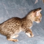 Savannah, F-5SBT, female, DOB 7-6-20