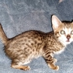 Savannah, F-5SBT, female, DOB 7-6-20