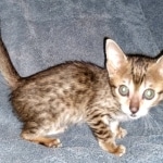 Savannah, F-5SBT, female, DOB 7-6-20