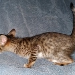 Savannah, F-5SBT, female, DOB 7-6-20