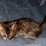 Savannah, F-5SBT, female, DOB 7-6-20