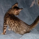 Savannah, F-5SBT, female, DOB 7-6-20