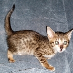 Savannah, F-5SBT, female, DOB 7-6-20