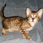 Savannah, F-5SBT, female, DOB 7-6-20