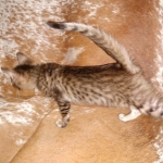 Savannah, F-5SBT, female, DOB 7-6-20