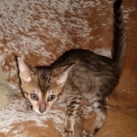 Savannah, F-5SBT, female, DOB 7-6-20