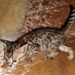 Savannah, F-5SBT, Female, DOB 7-6-20