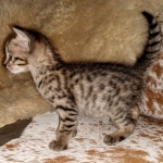 Savannah, F-5SBT, Female, DOB 7-6-20