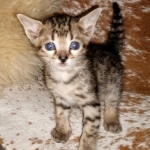 Savannah, F-5SBT, Female, DOB 7-6-20