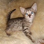 Savannah, F-5SBT, Female, DOB 7-6-20