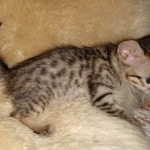 IMG_Savannah, F-5SBT, Female, DOB 7-6-20