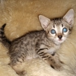 IMG_20200811_175712431