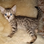 Savannah, F-5SBT, Female, DOB 7-6-20