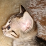 Savannah, F-5SBT, Female, DOB 7-6-20