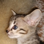 Savannah, F-5SBT, Female, DOB 7-6-20