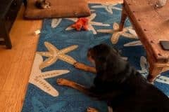 Mahi Savannah F-5SBT Male #1 DOB 7-6-20