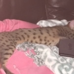 Mahi, Savannah, F-5SBT Male DOB 7-6-20