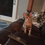 Mahi, Savannah, F-5SBT Male DOB 7-6-20