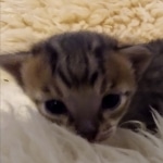 Savannah, F-5SBT Male DOB 7-6-20