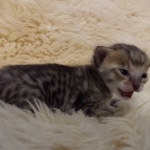 Savannah, F-5SBT Male DOB 7-6-20