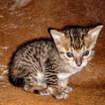 Savannah, F-5SBT Male DOB 7-6-20