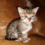 Savannah, F-5SBT Male DOB 7-6-20