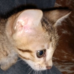 Savannah, F-5SBT Male DOB 7-6-20