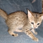 Savannah, F-5SBT Male DOB 7-6-20