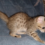 Savannah, F-5SBT Male DOB 7-6-20