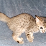 Savannah, F-5SBT Male DOB 7-6-20